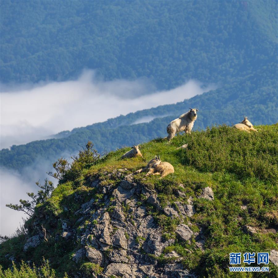#（环境）（3）陕西秦岭羚牛种群数量稳中有增