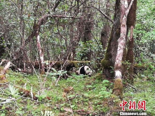 四川黃龍自然保護區第7次發現野生大熊貓蹤跡