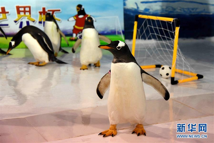 （社会）（1）企鹅也踢“世界杯”