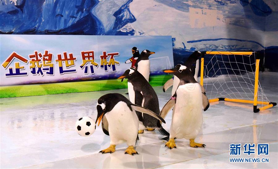 （社会）（2）企鹅也踢“世界杯”
