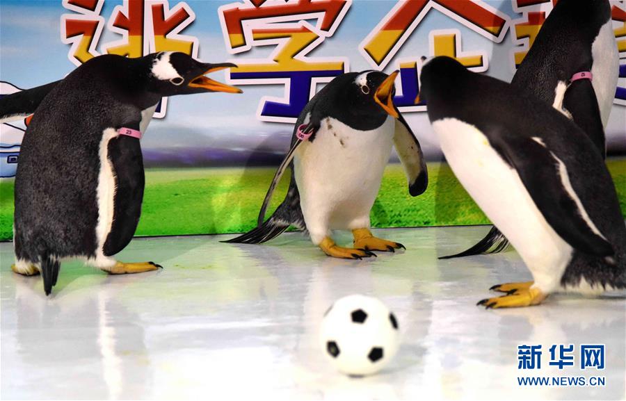 （社会）（3）企鹅也踢“世界杯”