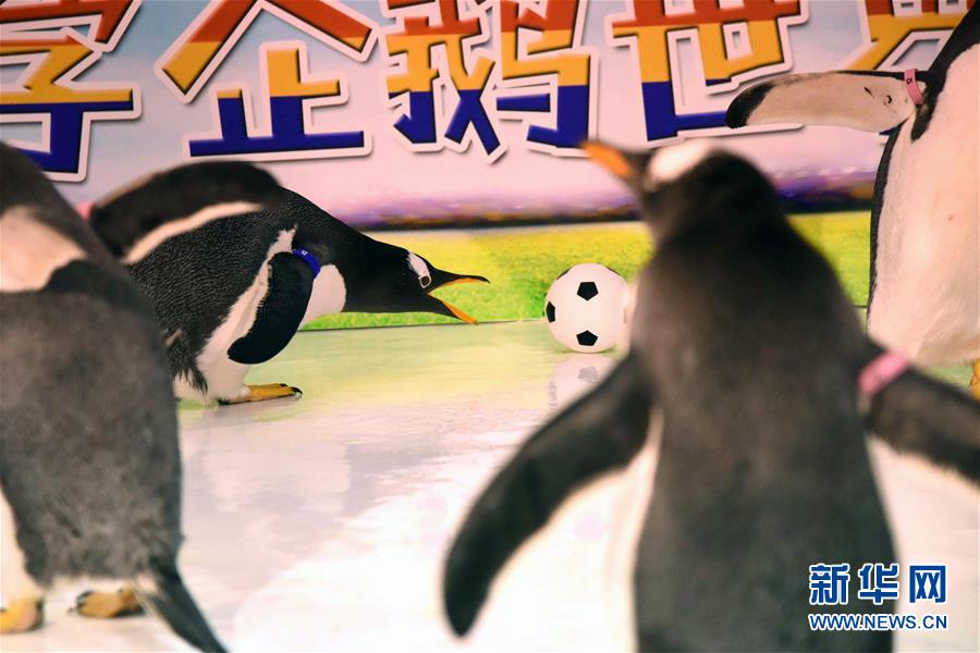 （社会）（4）企鹅也踢“世界杯”