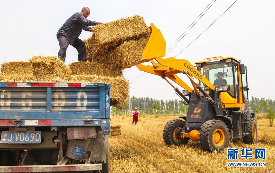 （经济）（1）河北永清：小麦丰收 秸秆变宝