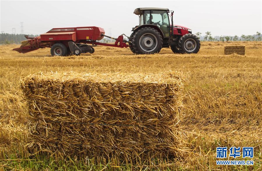 （经济）（2）河北永清：小麦丰收 秸秆变宝