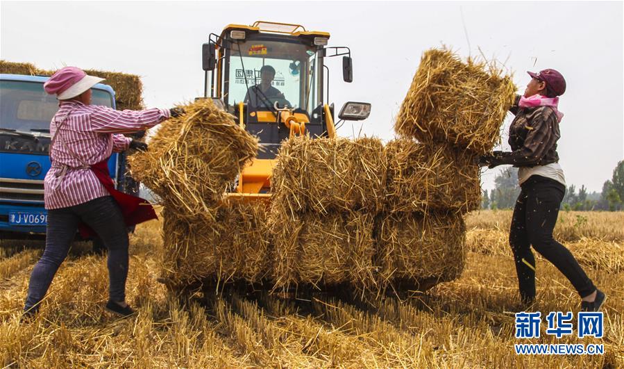 （经济）（3）河北永清：小麦丰收 秸秆变宝