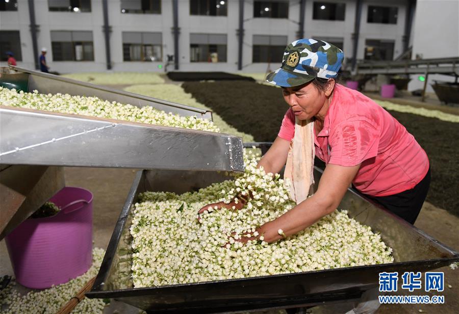 （经济）（2）广西横县：茉莉花茶加工忙