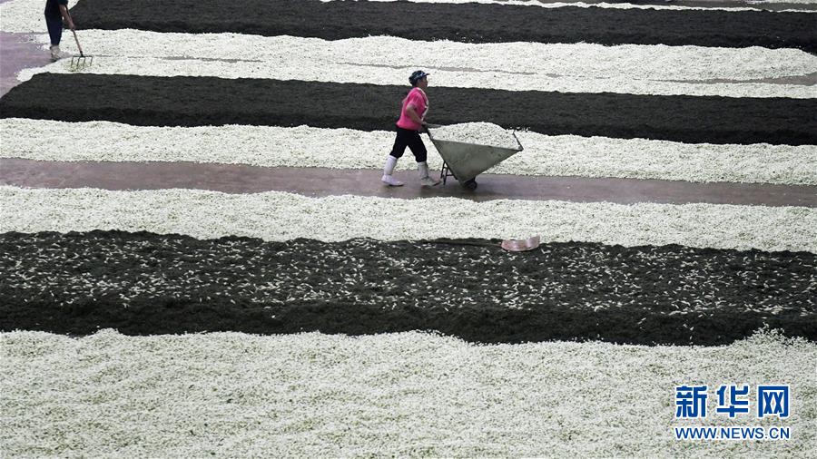 （经济）（3）广西横县：茉莉花茶加工忙
