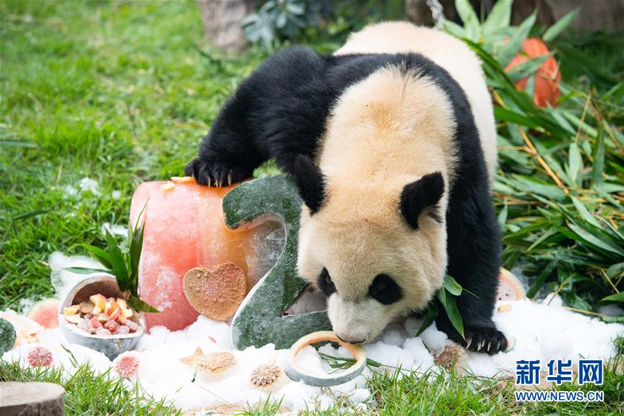 （社會）（3）澳門大熊貓“健健”“康康”迎來2周歲生日