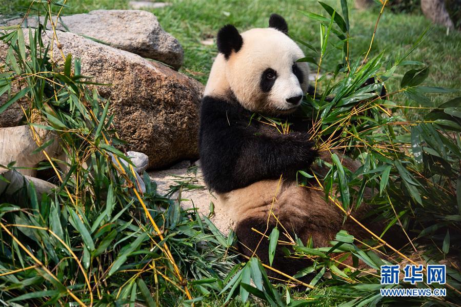 （社會）（4）澳門大熊貓“健健”“康康”迎來2周歲生日
