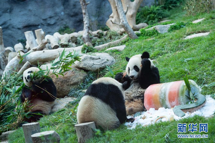 （社會）（5）澳門大熊貓“健健”“康康”迎來2周歲生日