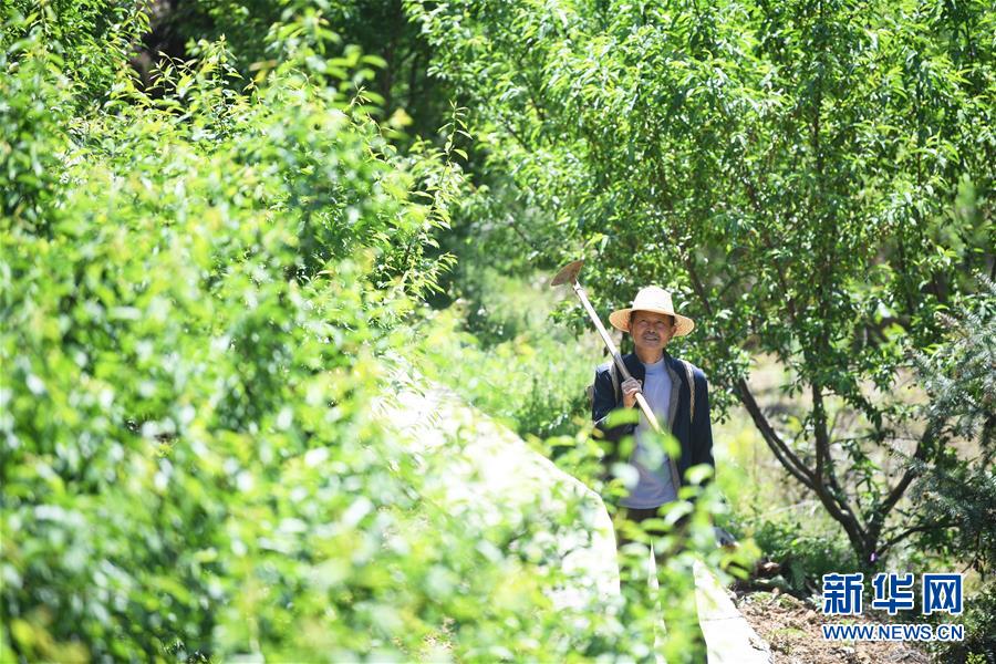(图片故事)(1)老王尝到“脆李甜”