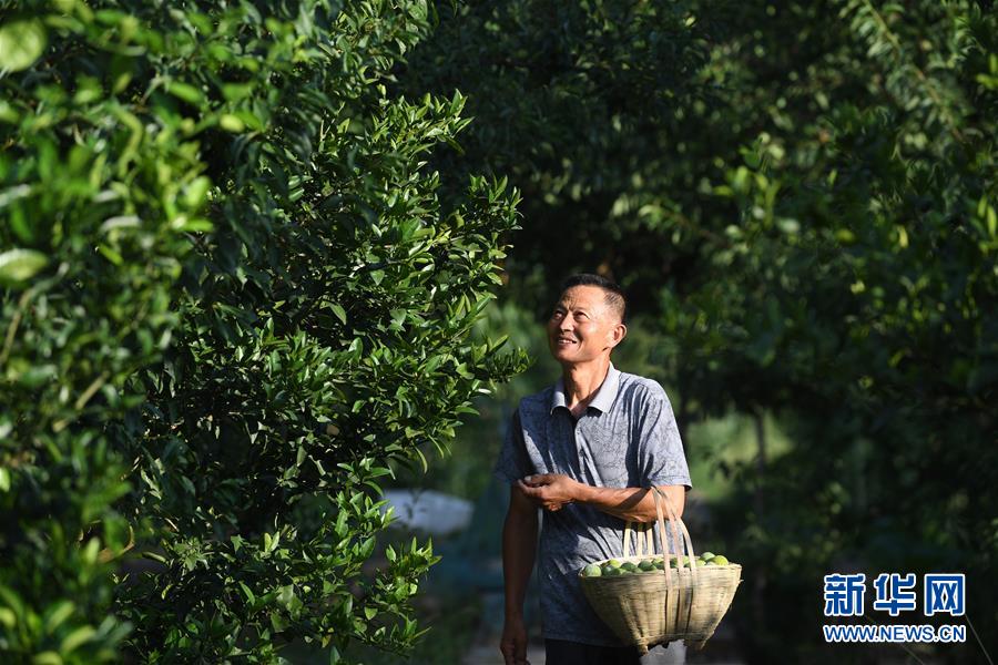 （图片故事）（2）老王尝到“脆李甜”