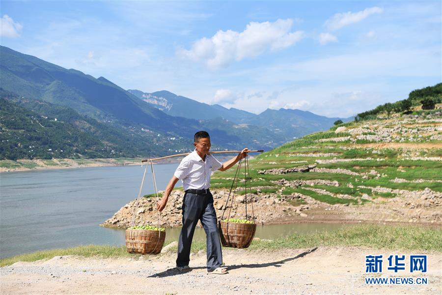 （图片故事）（3）老王尝到“脆李甜”