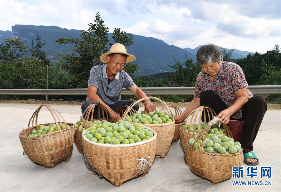 （图片故事）（4）老王尝到“脆李甜”