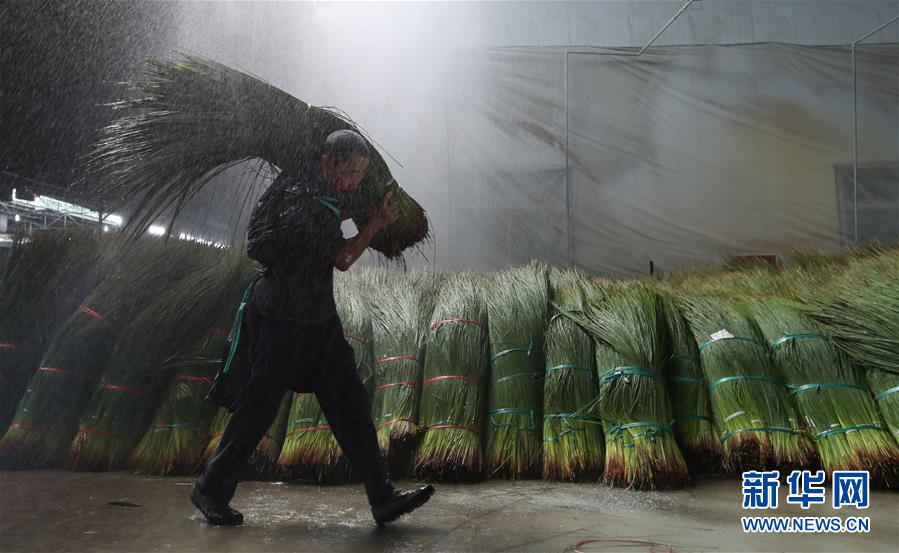 （经济）（1）四川眉山：蔺草&ldquo;种出&rdquo;大产业