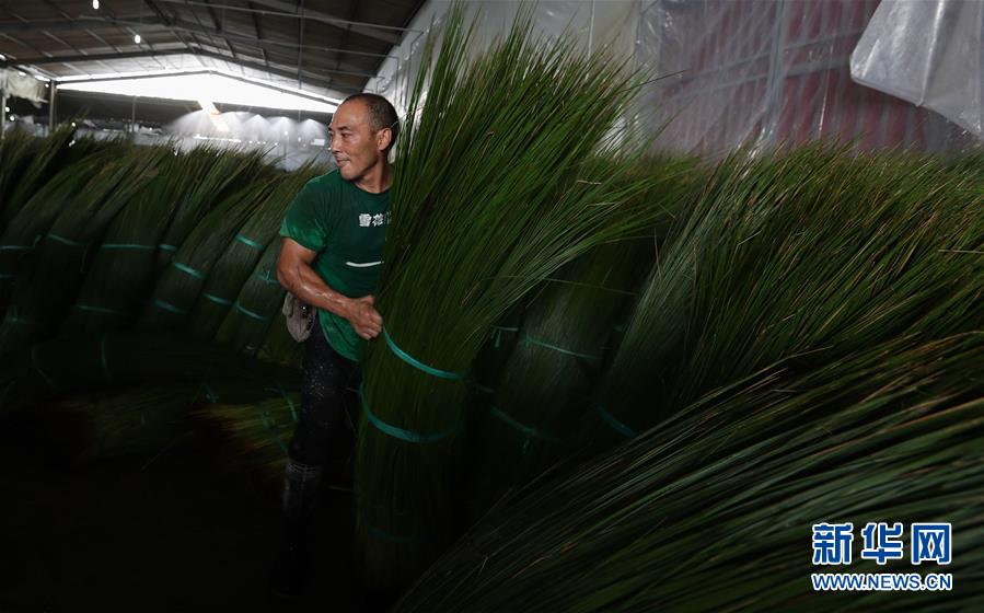 （经济）（2）四川眉山：蔺草&ldquo;种出&rdquo;大产业