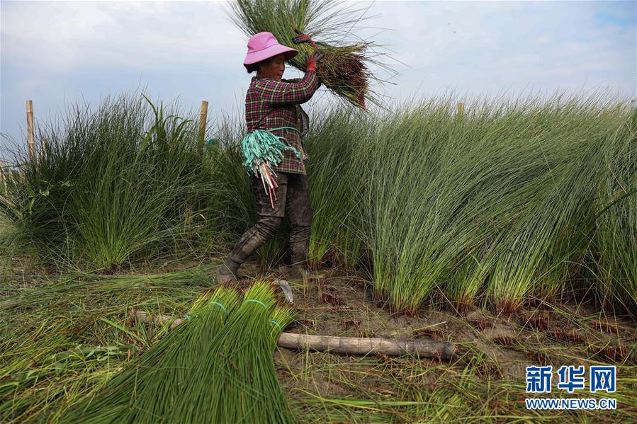 （经济）（3）四川眉山：蔺草&ldquo;种出&rdquo;大产业