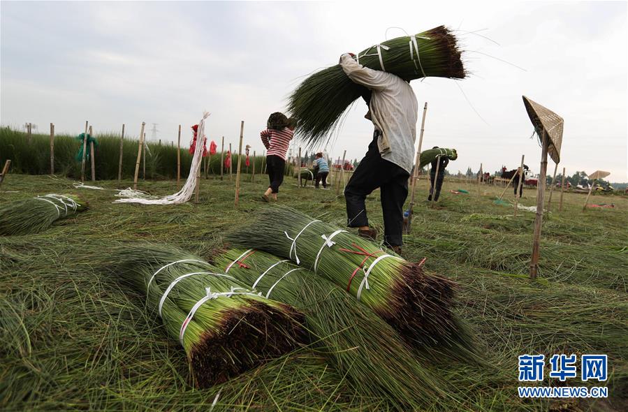 （经济）（4）四川眉山：蔺草&ldquo;种出&rdquo;大产业