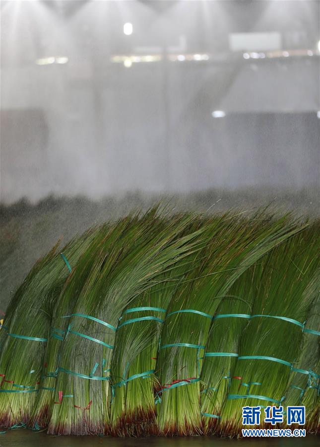 （经济）（5）四川眉山：蔺草&ldquo;种出&rdquo;大产业