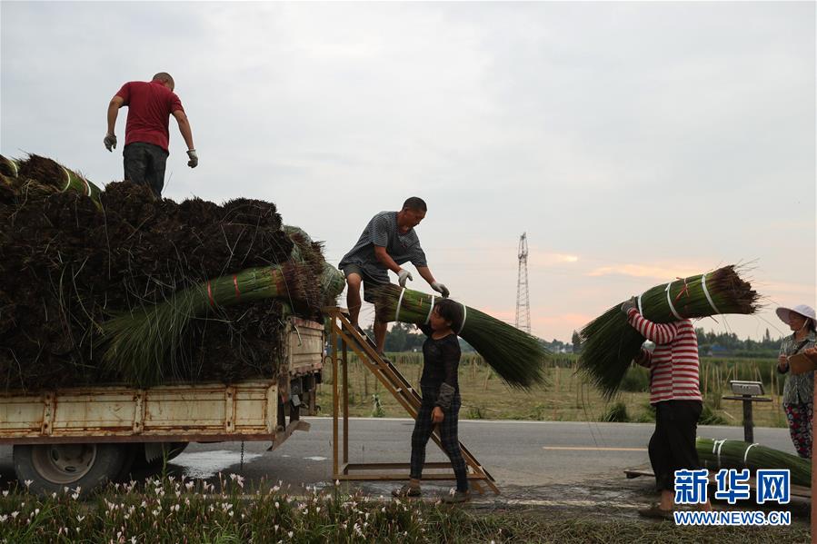 （经济）（6）四川眉山：蔺草&ldquo;种出&rdquo;大产业