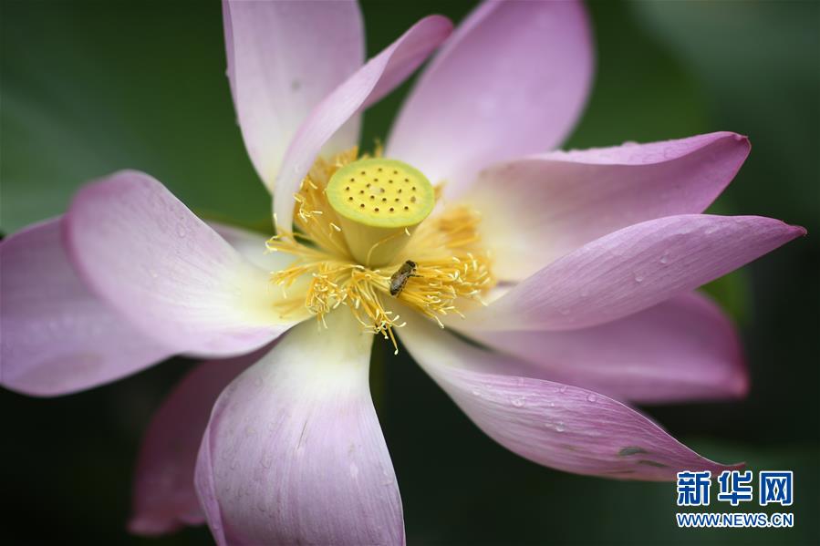 （环境）（4）塞上荷香