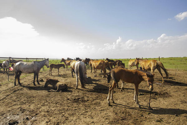 苏 呼格吉勒图家的马场