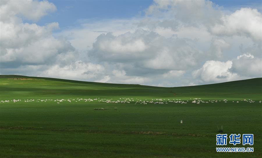 （美丽中国）（1）锡林郭勒草原夏日美景