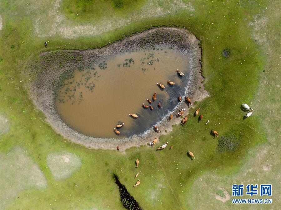 （美丽中国）（2）锡林郭勒草原夏日美景