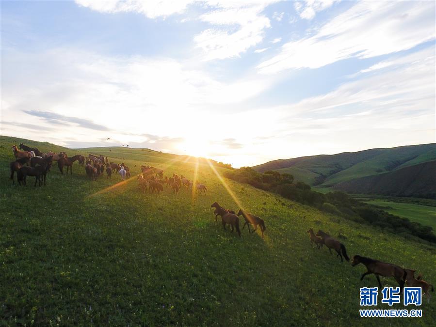 （美丽中国）（4）锡林郭勒草原夏日美景