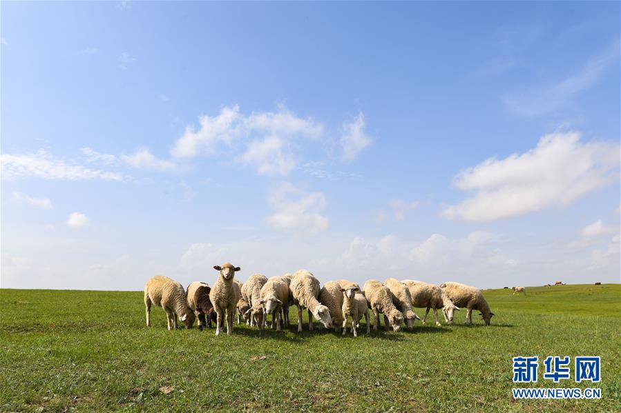 （美丽中国）（6）锡林郭勒草原夏日美景