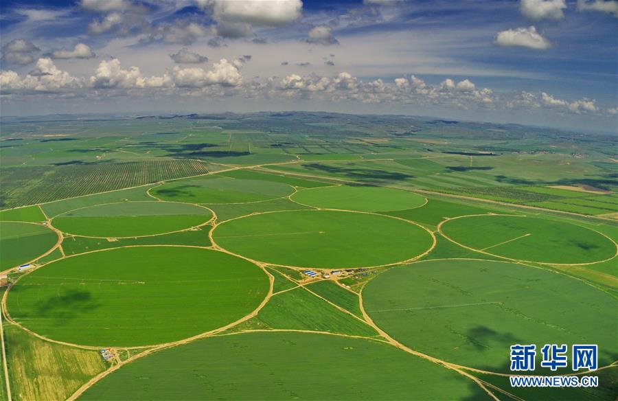 （经济）（2）绿染塞北农田 展坝上现代农业新姿