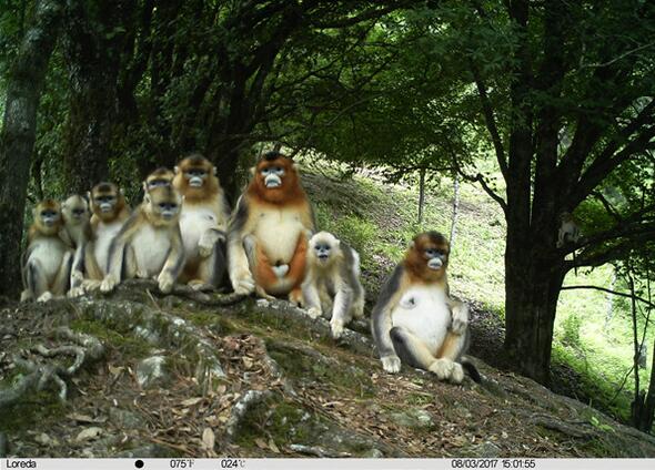 四川唐家河国家级自然保护区拍摄的川金丝猴“全家福”