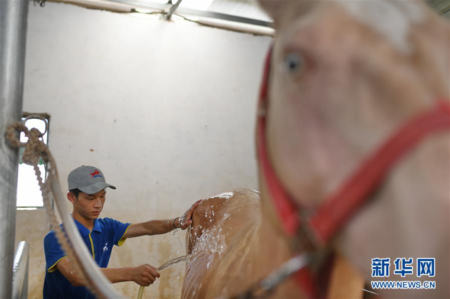 （图片故事）（5）奔跑吧！马背上的乡村少年