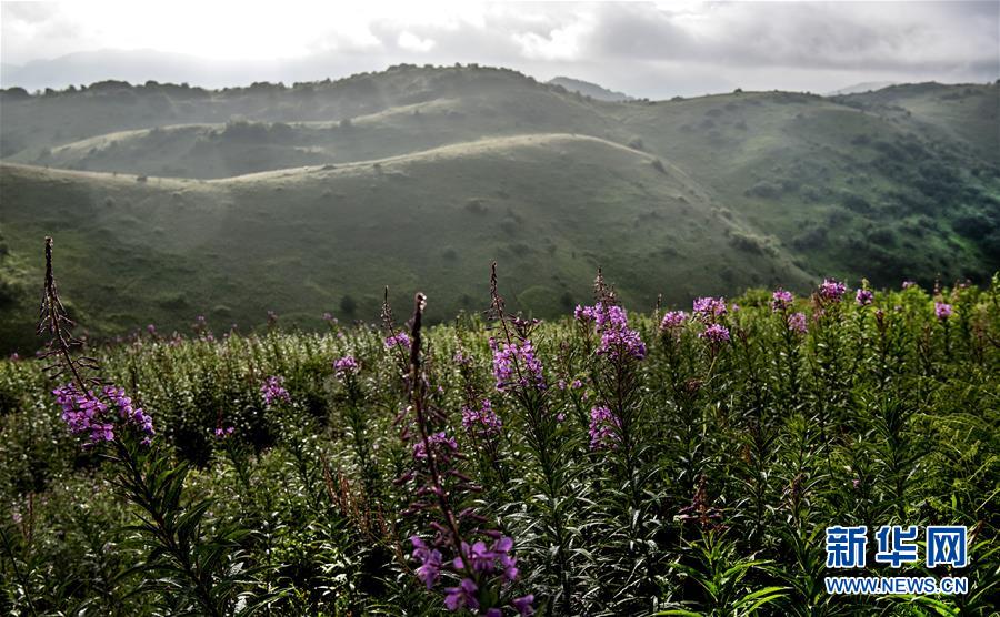 （美丽中国）（5）正阳草甸：在青山幽谷间享受清凉世界