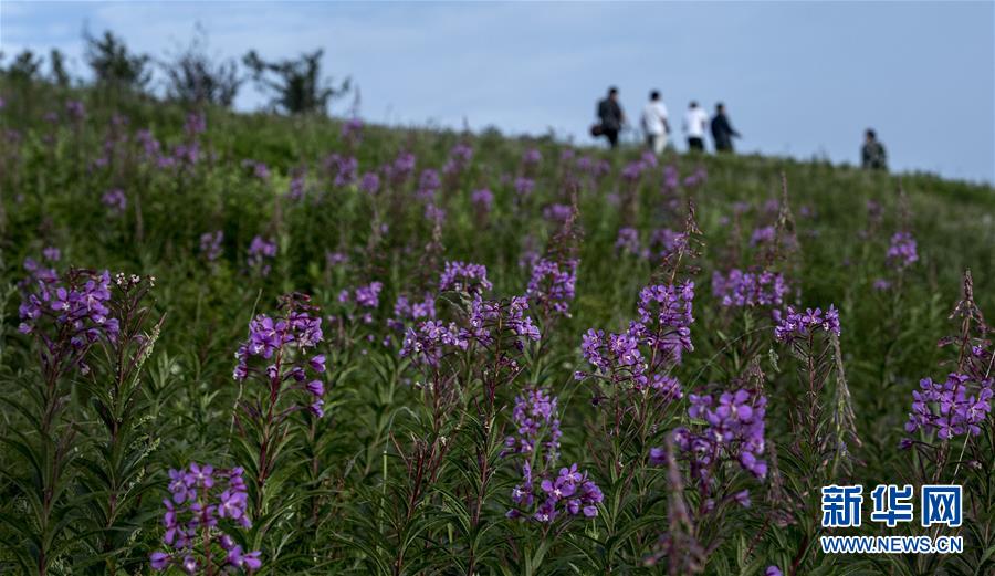 （美丽中国）（6）正阳草甸：在青山幽谷间享受清凉世界