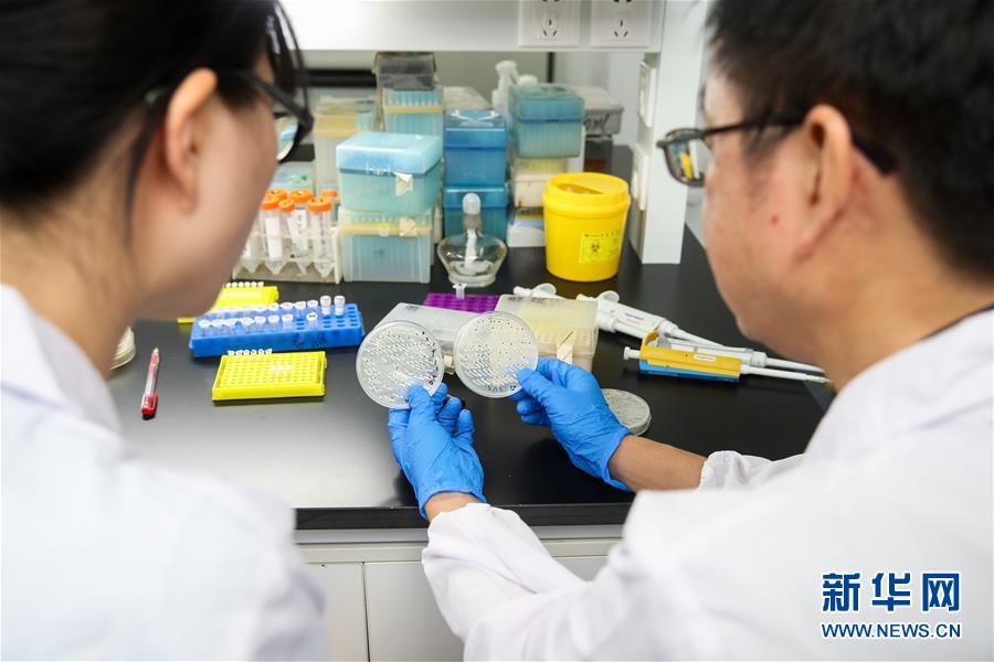 (新华全媒头条·图文互动)(2)人造单条染色体真核细胞问世 我国开启合成生物学研究新时代