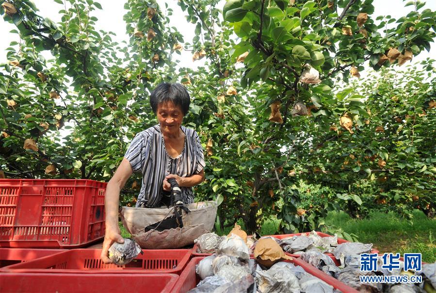 （经济）（2）河北泊头：&ldquo;鸭梨之乡&rdquo;采摘忙