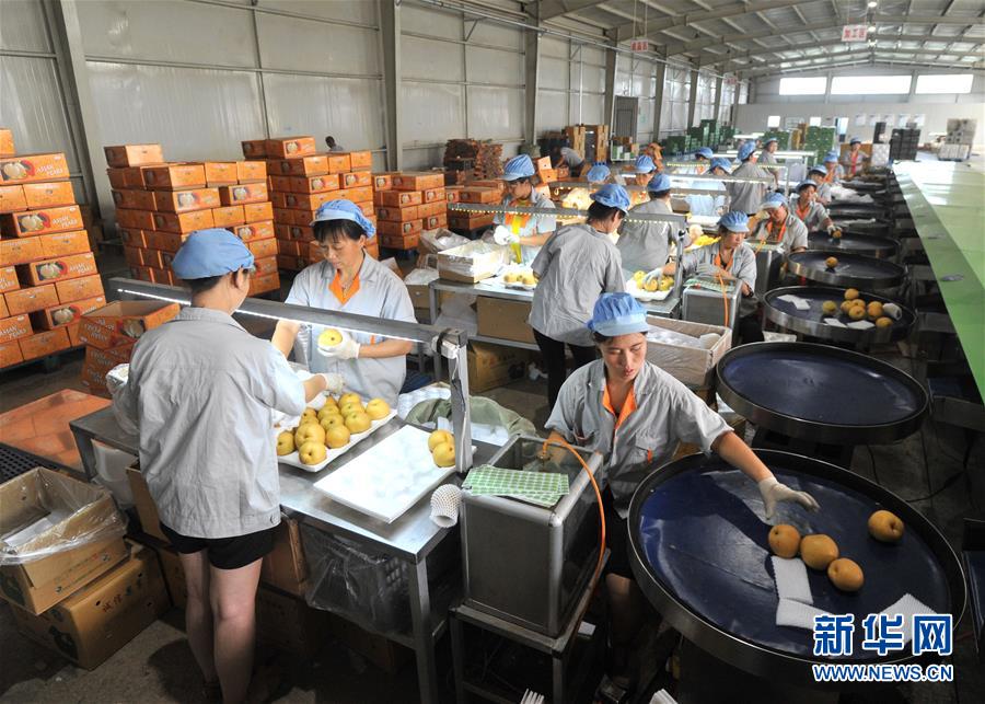 （经济）（3）河北泊头：&ldquo;鸭梨之乡&rdquo;采摘忙