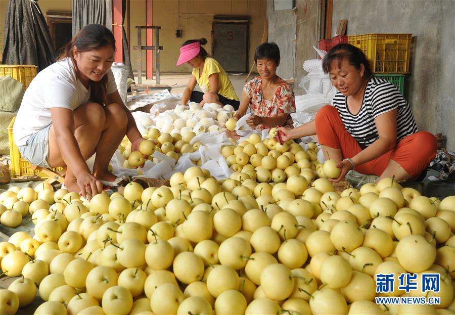 （经济）（4）河北泊头：&ldquo;鸭梨之乡&rdquo;采摘忙