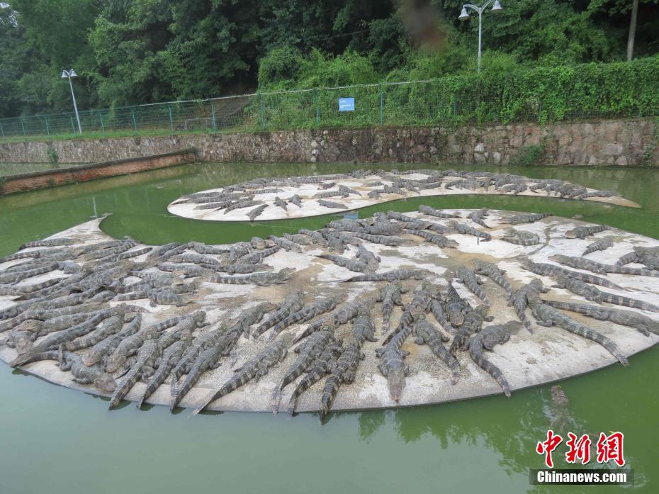 （长江经济带沿线行）中国特有珍稀动物扬子鳄&ldquo;静伏&rdquo;消暑