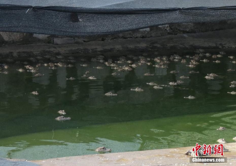 （长江经济带沿线行）中国特有珍稀动物扬子鳄&ldquo;静伏&rdquo;消暑