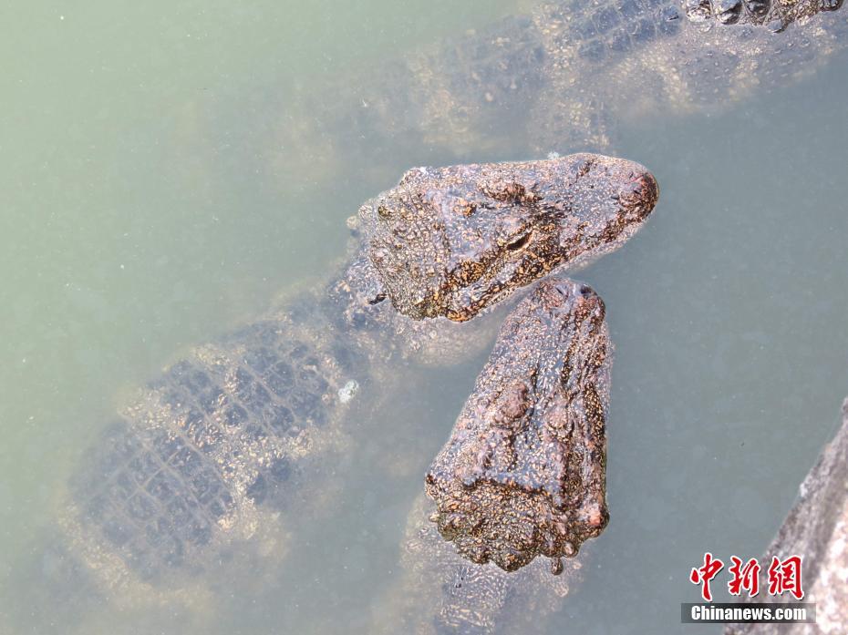 （长江经济带沿线行）中国特有珍稀动物扬子鳄&ldquo;静伏&rdquo;消暑