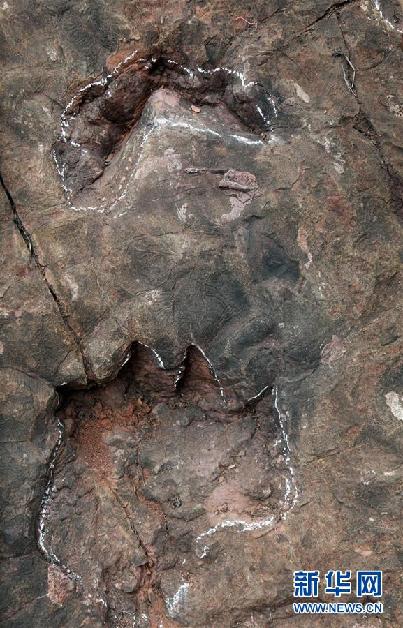 （图文互动）（1）科研人员发现中国最大侏罗纪早期蜥脚类恐龙足迹群