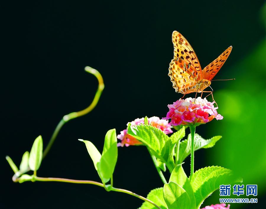 （美丽中国）（4）彩蝶恋鲜花