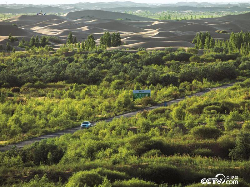 库布其沙漠第一条穿沙公路边已形成绿色长廊