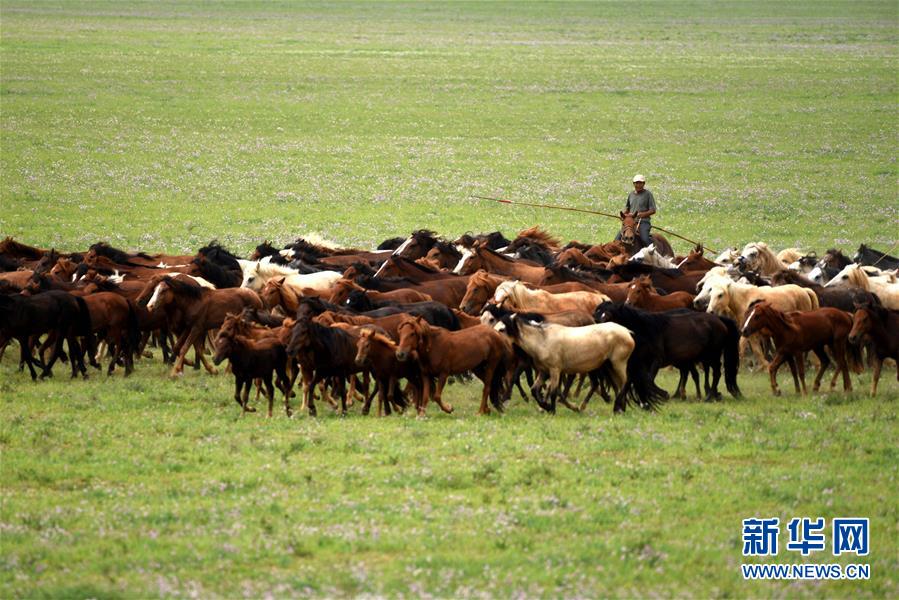 #（生态）（2）草原生态美