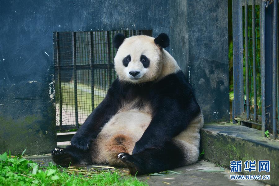 （圖文互動）（1）中國大熊貓保護研究中心大熊貓野外引種項目首次迎來雙胞胎寶寶