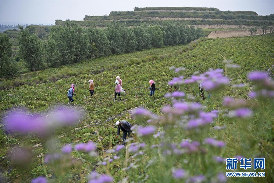 （宁夏60年）（2）宁夏固原：牡丹籽油润旱塬