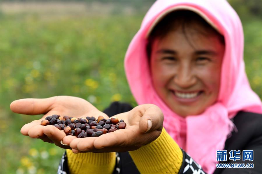 （宁夏60年）（10）宁夏固原：牡丹籽油润旱塬