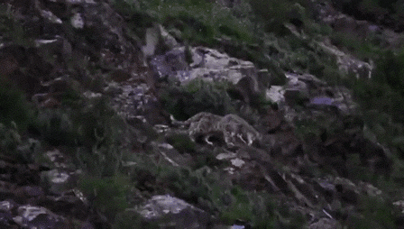 久美扎西手机中很珍贵的一段视频是三只雪豹“巡山图”，这是他在管护途中拍到的。